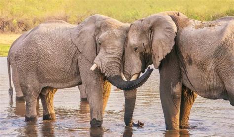 250 Elephant Trunks Hugging Stock Photos Pictures And Royalty Free