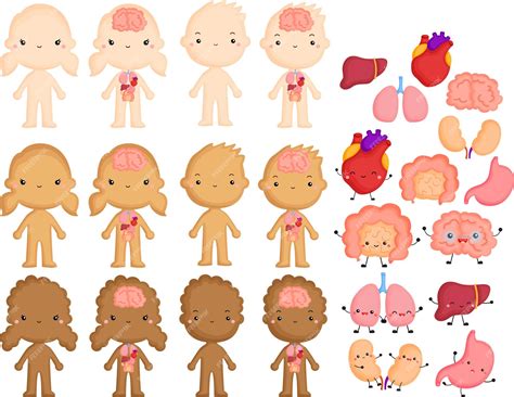 Premium Vector Vector Of Human Internal Body Parts