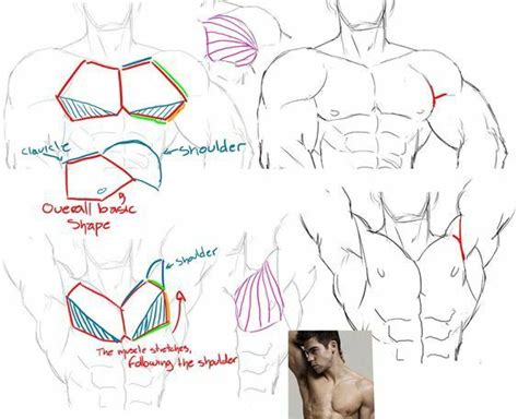 Male Figure Drawing Figure Drawing Reference Anatomy Reference