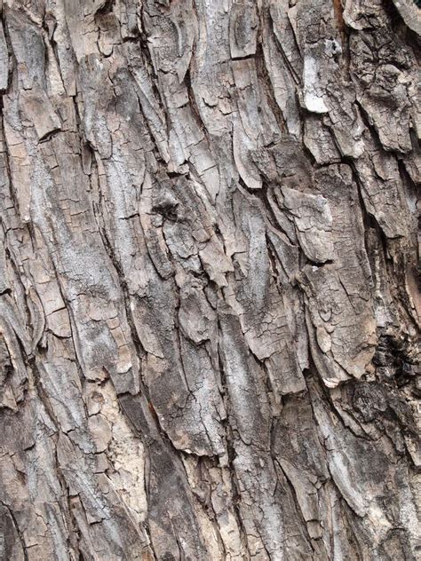 Tree Bark Texture Stock Photo Image Of Nature Plank 182028714