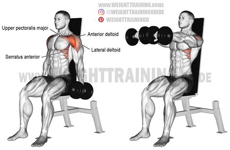 Seated Dumbbell Front Raise Exercise Instructions And Video Dumbbell