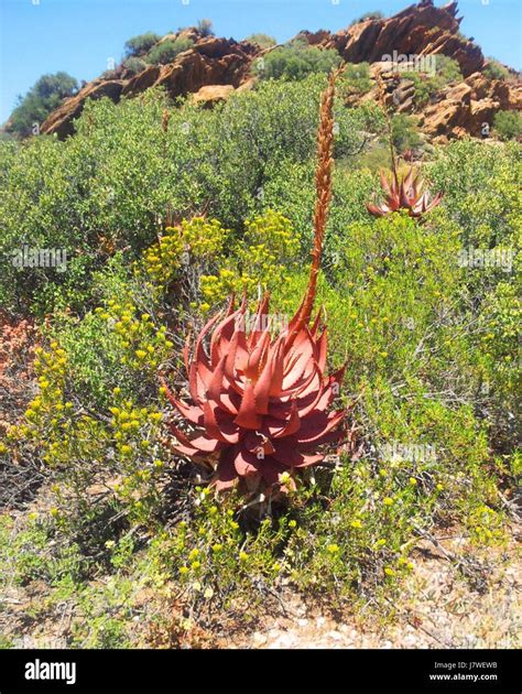 1 Aloe Microstigma Robertson Karoo In Karoo Desert Nbg Stock Photo Alamy