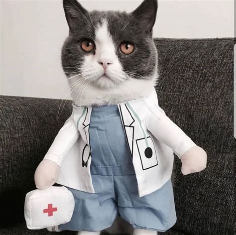 25 Costumes That Prove Cats Always Win At Halloween The Paws