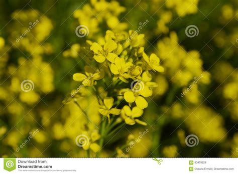 Fiori gialli spontanei inverno / numerosi sono i fiori invernali spontanei che possiamo vedere girando nel territorio del sud est milanese gallery natura 7giorni : Fiori Gialli Del Crescione O Del Seme Di Ravizzone Di ...