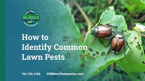 How To Identify Common Lawn Pests All Metro Service Companies