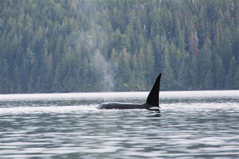 Bcs Pioneer Of Killer Whale Research British Columbia Magazine