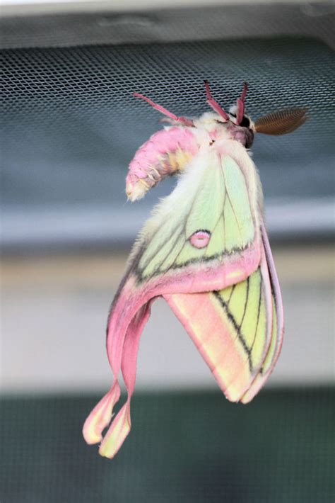 Moon Moth Hybrid Lepidoptera
