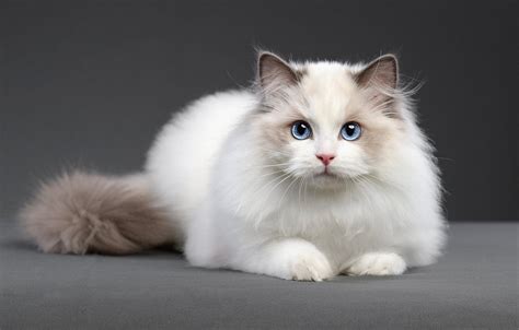 Обои кошка белый взгляд поза котенок лежит белая голубые глаза