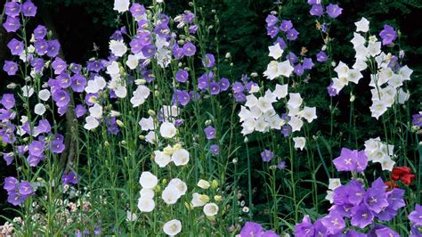 Campanula Flower How To Grow And Care For Bellflowers House And Garden