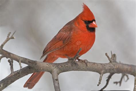 Male Northern Cardinal Cardinalis Cardinalis Resting In Tree Stock
