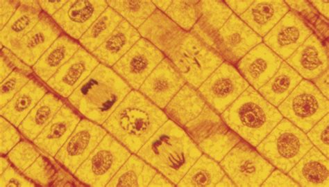 Some move with aid by blood, etc. What Are the Main Functions of Cilia & Flagella? | Sciencing