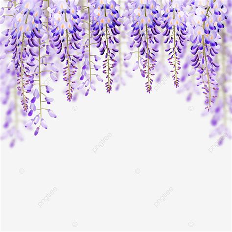 Wisteria Flowers Png Transparent Purple Wisteria Flowers Watercolor