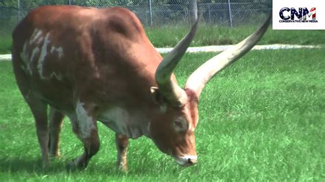 He is leaning toward rectec but he doesn't like the cheesey bull horn handles on the lid. Two Ankole-Watusi Bulls With HUGE horns! - By John D ...