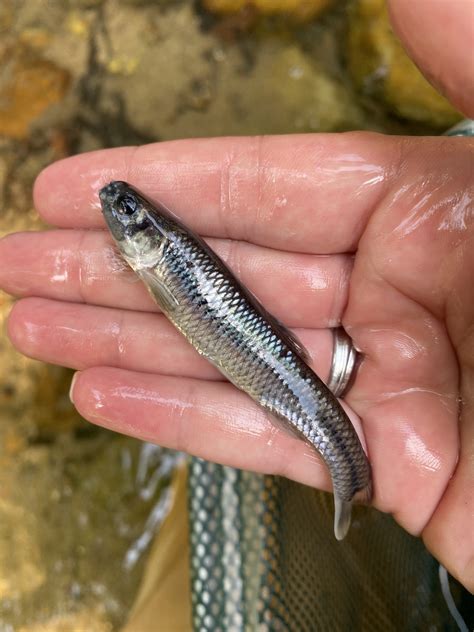 Maryland Biodiversity View Thumbnails Bluntnose Minnow Pimephales