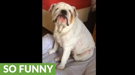 Bulldog Has Itch She Cant Scratch Throws Temper Tantrum Youtube