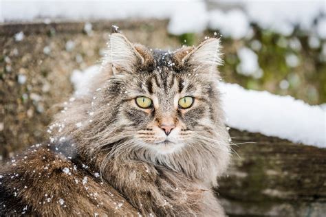 So Youre Thinking About Gettinga Norwegian Forest Cat
