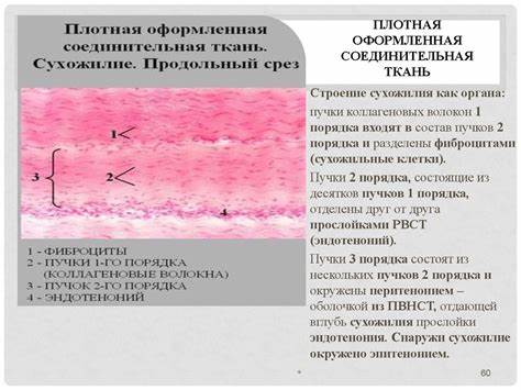 Соединительная ткань диета Соединительная ткань - презентация онлайн Соединительная ткань - презентация онлайн Соединительная ткань диета