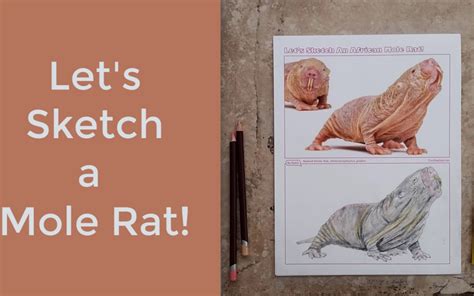 Discover The Naked Mole Rat