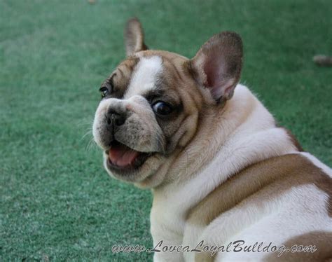 Trova una vasta selezione di bulldog francese a borse da donna a prezzi vantaggiosi su ebay. Frenchie Smile ( www.lovealoyalbulldog.com) | French ...