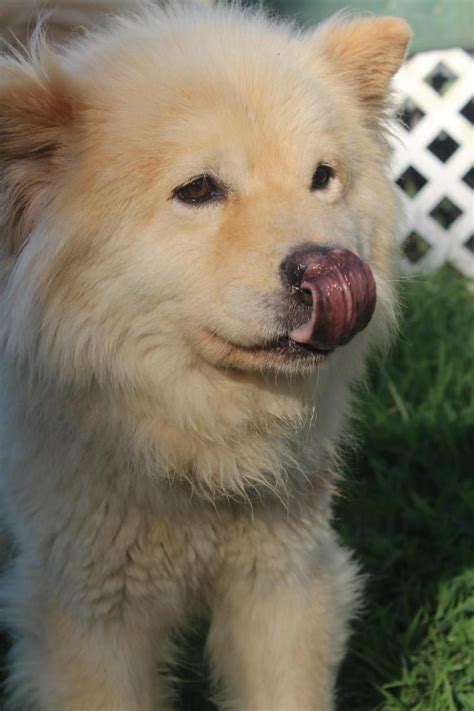 Adopt Noah 3255 On Petfinder Chow Lab Mix Dog Love Labrador