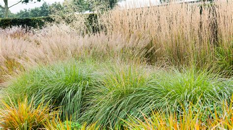 5 Ways To Design With Ornamental Grasses Grow Beautifully