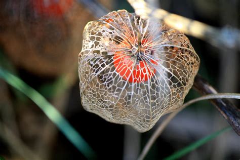 Flower Skeleton By Life In Light On Deviantart