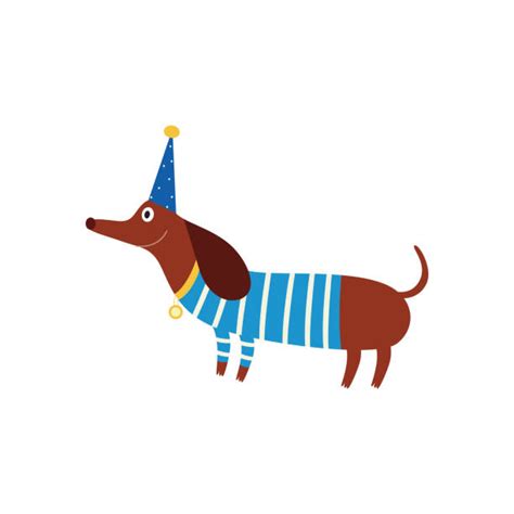If you're looking for a dachshund dachshund appearance. Best Cartoon Of The Birthday Dog Illustrations, Royalty-Free Vector Graphics & Clip Art - iStock