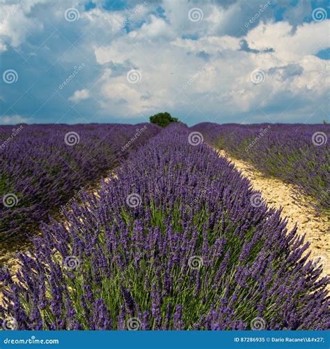 Lavender Field In Plateau De Valensole Stock Image Image Of Ecology