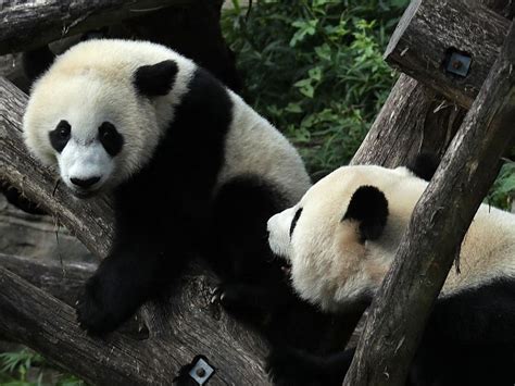Giant Panda Cam Smithsonians National Zoo On Baby Alert Washington