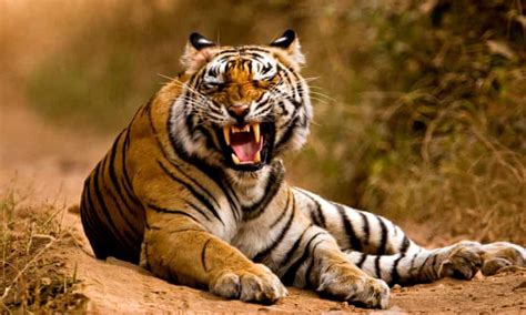 Indias Wild Tiger Population Rises 33 In Four Years India The