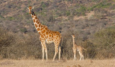 Reticulated Giraffe Facts Habitat Adaptations Pictures