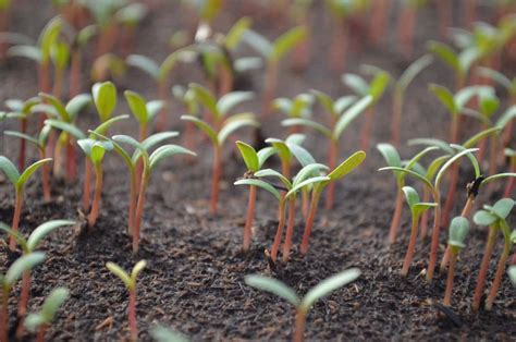 Factors Affect Seed Germination Germination Stages Process Types
