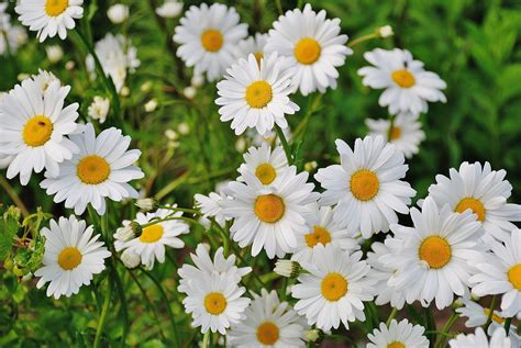 Daisy Flowers Images