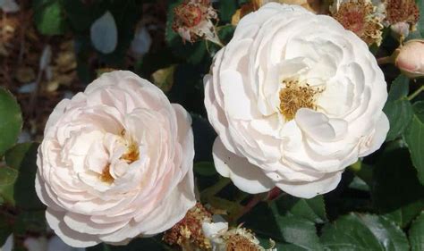 We did not find results for: Top 10 Intensely Fragrant Roses In The World - The ...
