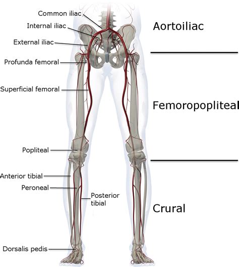 Noninvasive Physiologic Vascular Studies A Guide To Diagnosing