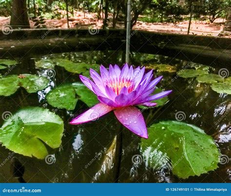 Blue Water Lily Sri Lanka S National Flower Stock Image Image Of