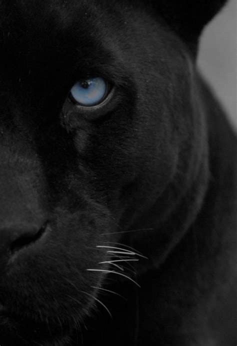 Myilaria Power Animal Animals Big Cats Black Jaguar