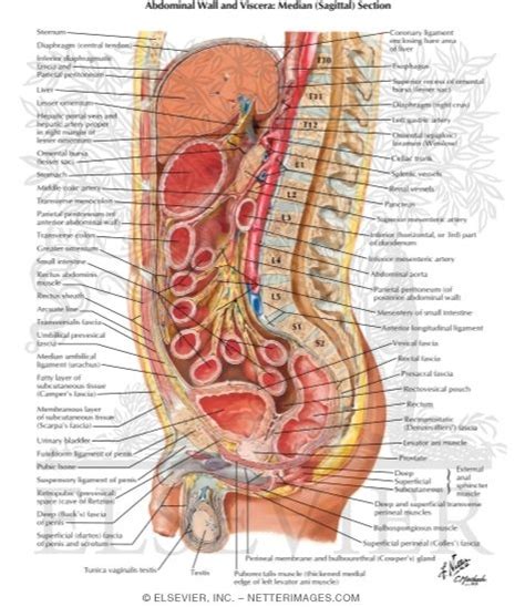 Abdominal Wall And Viscera Median Sagittal Section Peritoneum