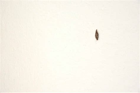 Little Black Worms On My Ceiling Shelly Lighting