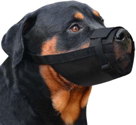 The latest collardirect promo code was found on aug 12, . CollarDirect Adjustable Nylon Dog Muzzle Set, Black, Large ...