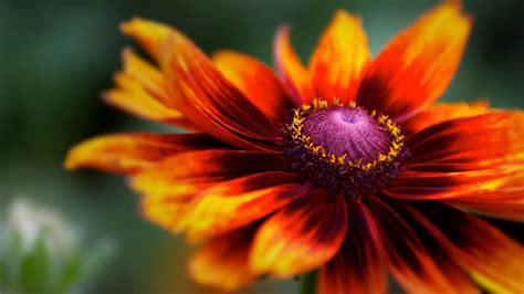 Macro Flower By Trent Pearsall 500px Macro Flower Beautiful