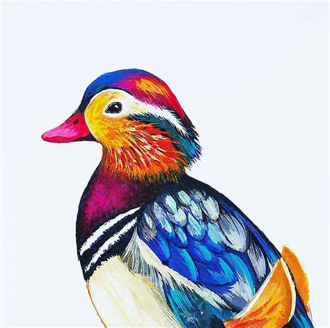 This tends to cause a lot of confusion with beginner students so here's the deal… mandarin duck illustration print by charlotte duffy design ...