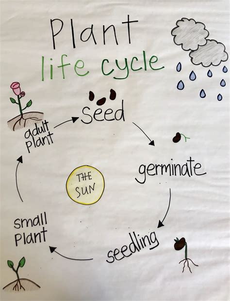 Plant Life Cycle Anchor Chart Plant Life Cycle Plant Seedlings