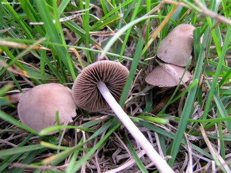 Panaeolus Mushroom
