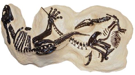 Fossilised Dinosaur Battle Expected To Fetch Millions New Scientist