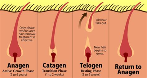 Understanding Laser Hair Removal And Hair Growth Touch Medspa