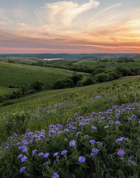 Hiking Discover Prairie In Bloom Poster By Scott Bean Nature