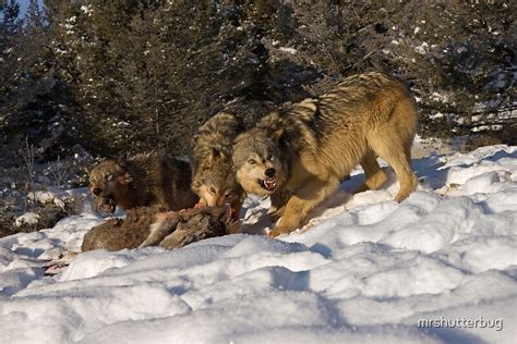 Wolf Pack Feeding On Elk By Mrshutterbug Redbubble