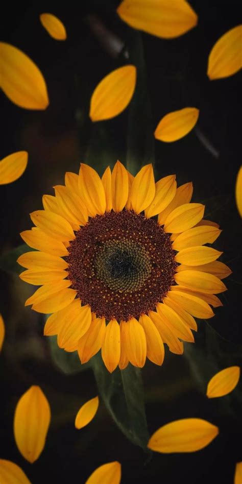 Blooming Sunflower Wallpaper Sunflower Wallpaper Sunflower Iphone