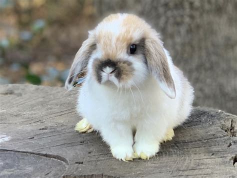 Newborn Holland Lop Bunnies - Daune Eolande